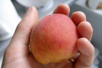 Apricot