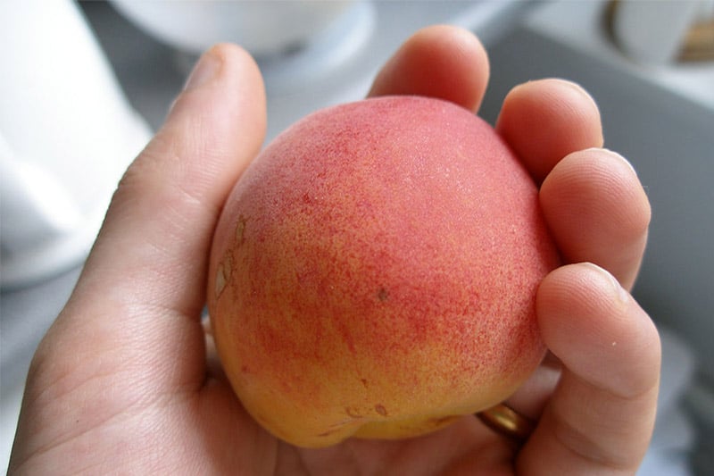 Apricot