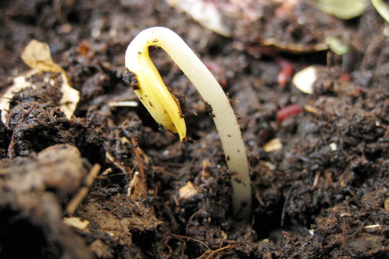 Bean sprout