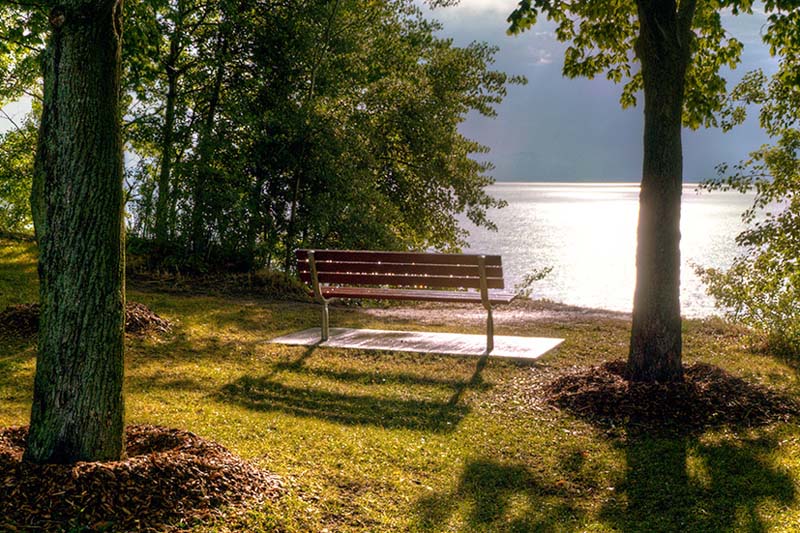 Bench in a forest