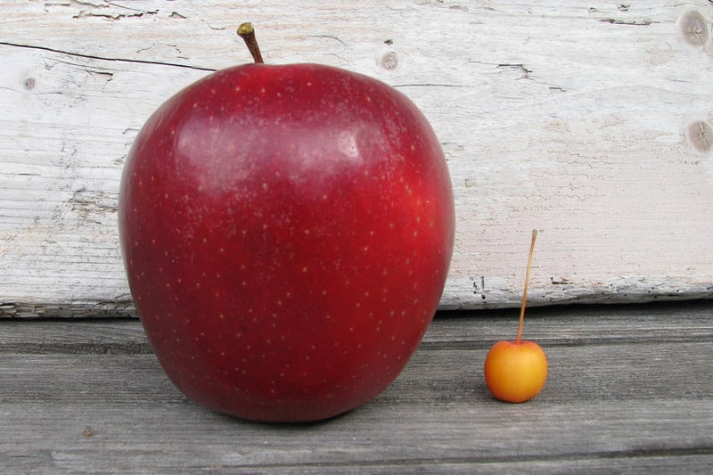 Big apple vs. small fruit
