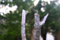 Broken branch