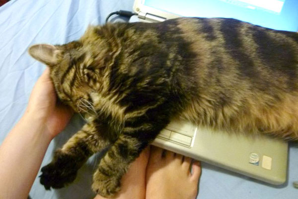 Playing with Rocky the cat