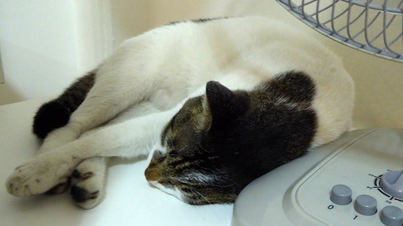 My cat (Nancy) sleeping