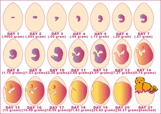 21-Day Development of Chick Embyro