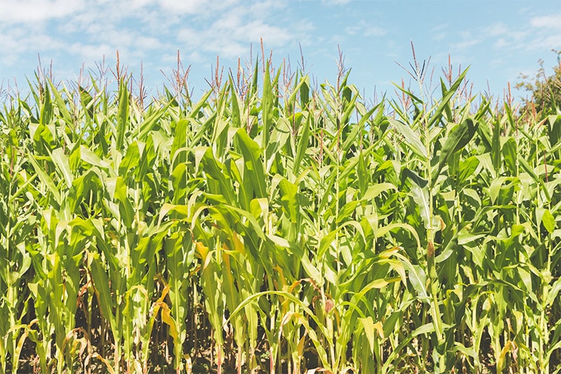 Cornfield