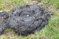 Cow dung