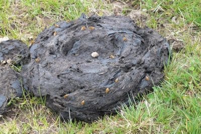 Cow dung
