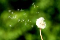 Dandelion