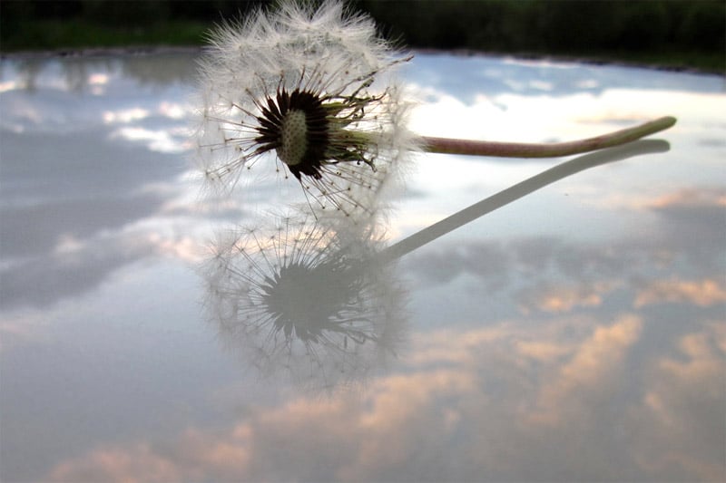 Dandelion
