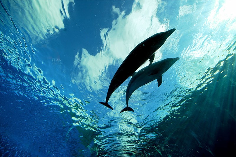 Dolphins swimming underwater