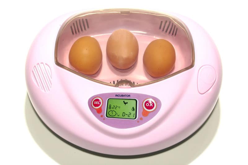 Egg incubator