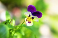 Purple Flower