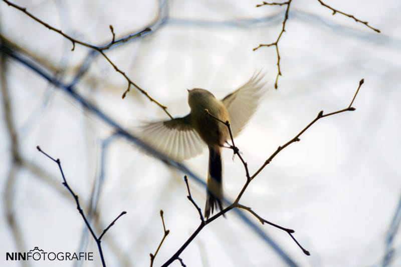 Flying bird