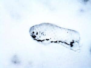 Footprint in Snow