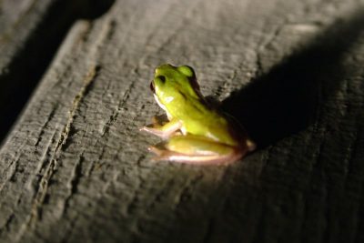 Frog