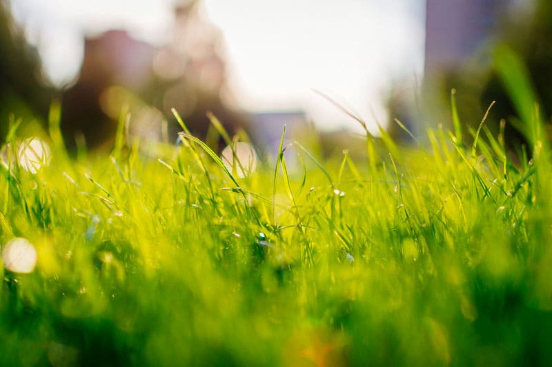 Grass