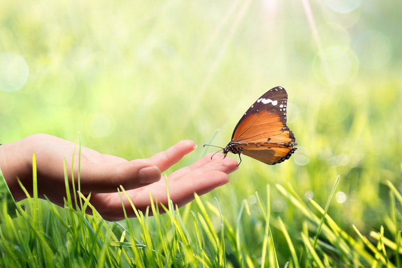 Butterfly on hand