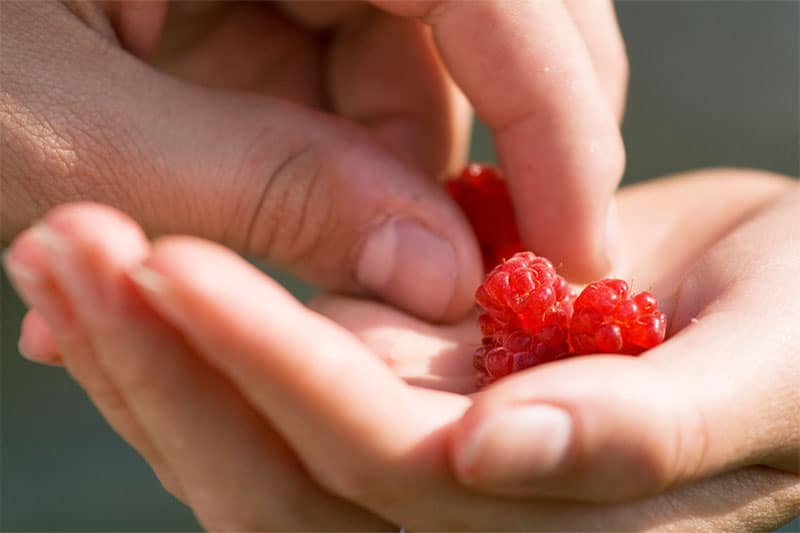 Raspberries in the hand