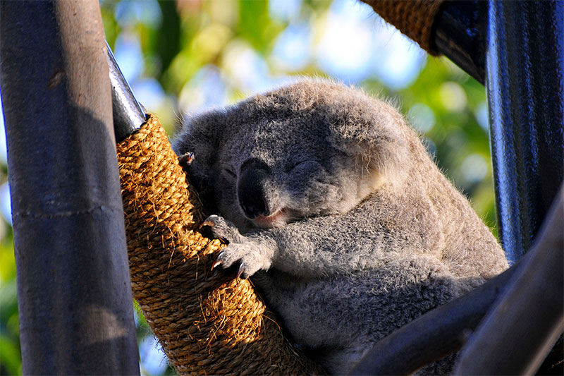 Koala bear
