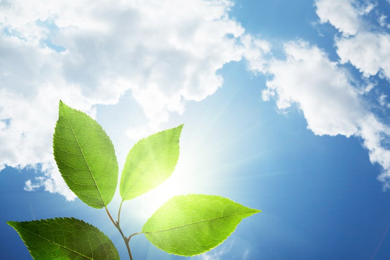 Leaf