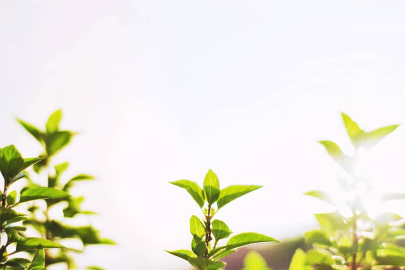 Leaves in sunlight