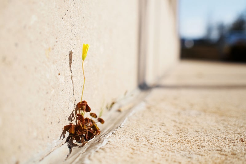 Little flower