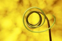 Looping vine