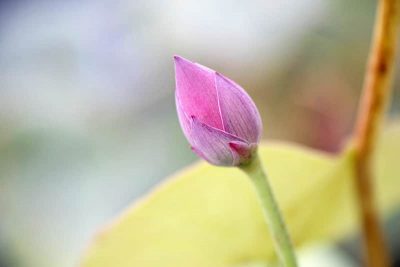 Lotus bud