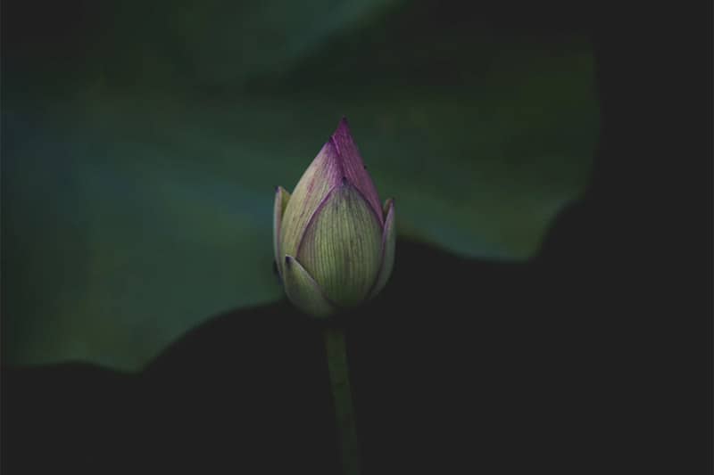 Lotus bud