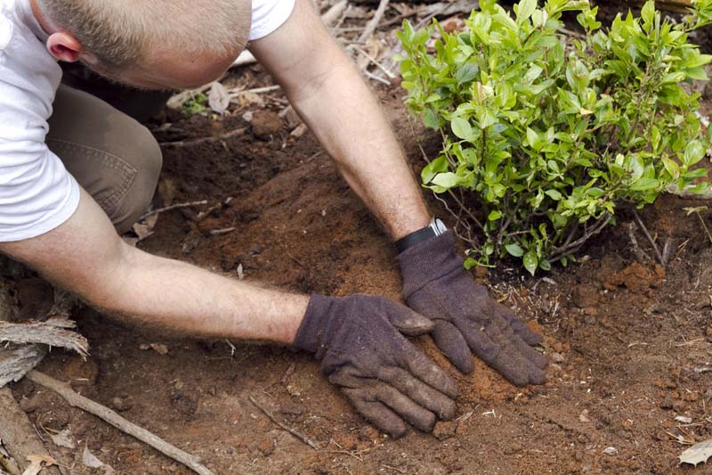 Planting a tree