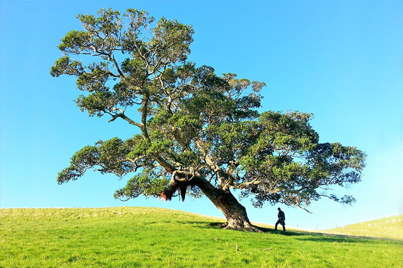 Big tree