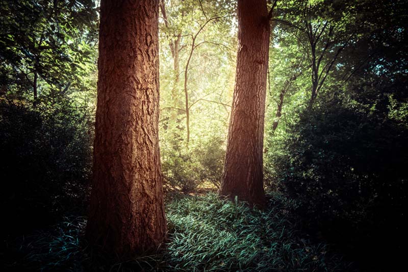 Two trees in a forest
