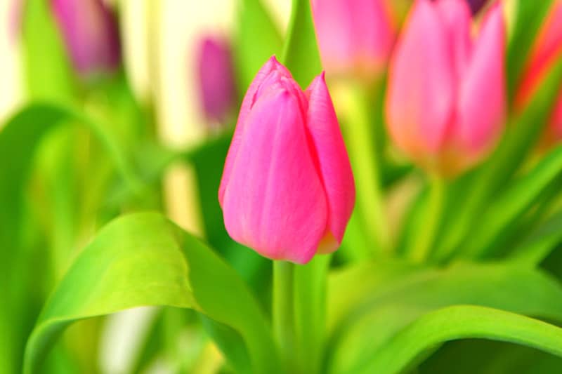 Pink tulips
