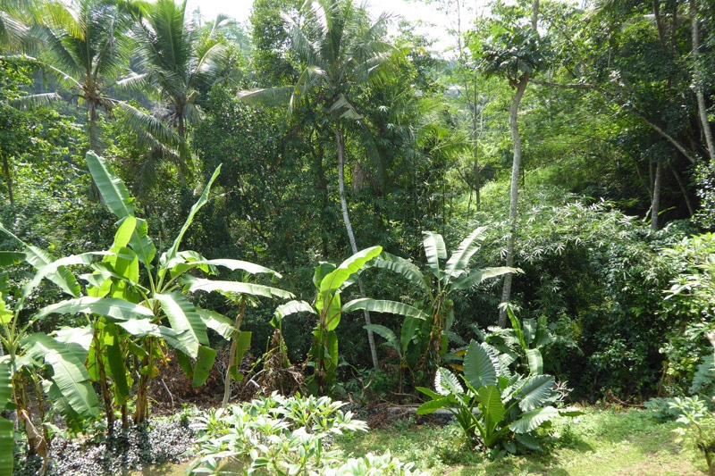 Ubud forest — View from the balcony