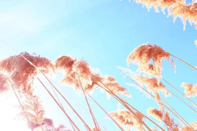 Wheat field and blue sky