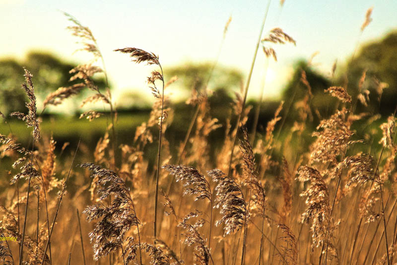 Wheat field
