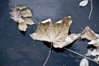 Withered leaf