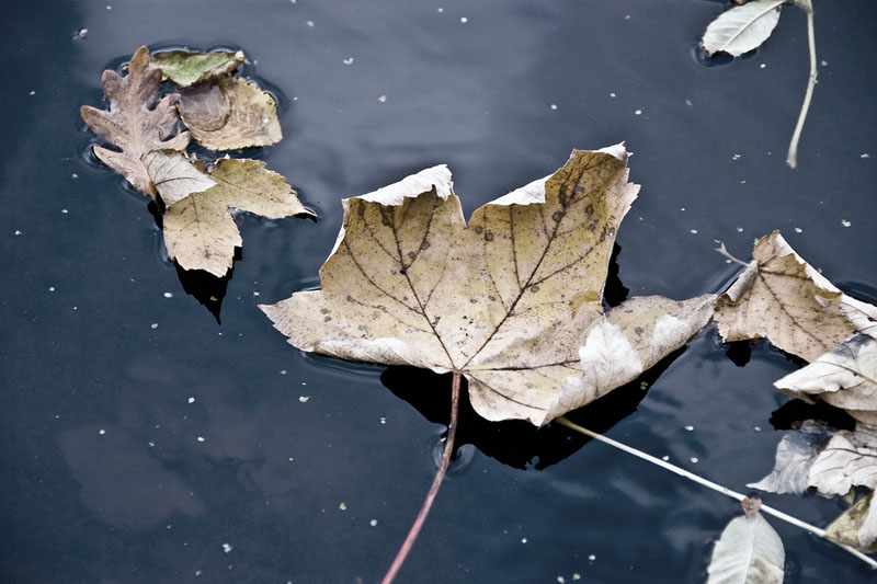 Withered leaf