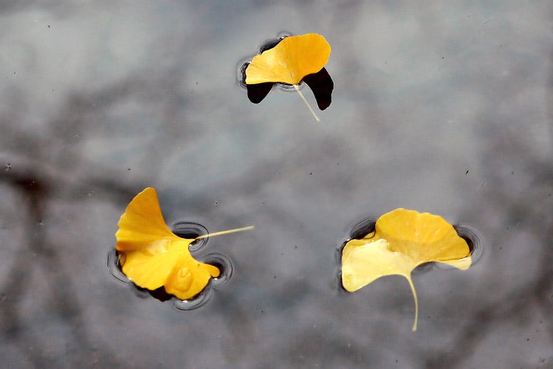 Yellow leaves